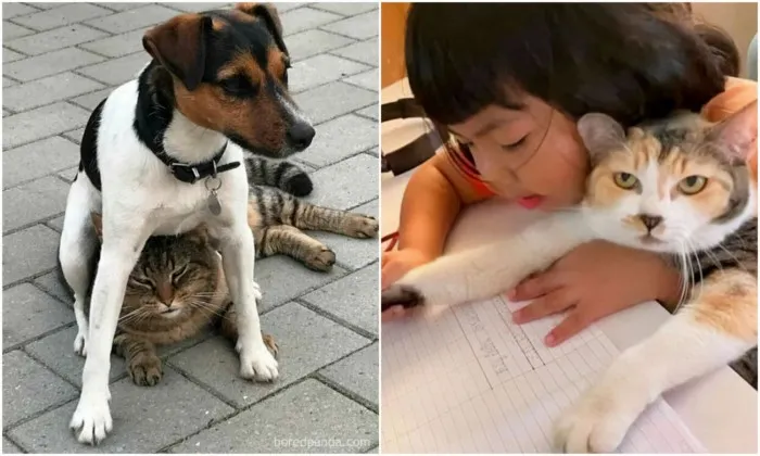 Это жизнь: 30 животных, которые смирились с обстоятельствами Это жизнь: 30 животных, которые смирились с обстоятельствами
