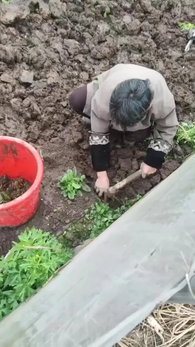 Странная у вас, бабушка, картошка...
