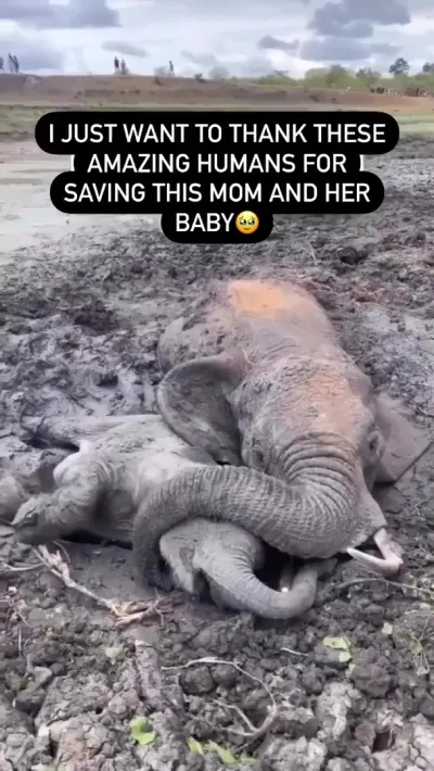 Спасение слонёнка и его мамы