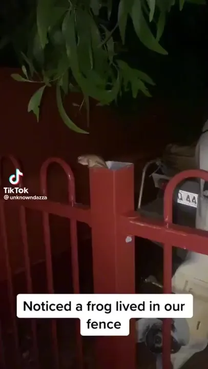 Парень все время модернизирует домик для лягушек