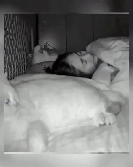 Сон с котом
