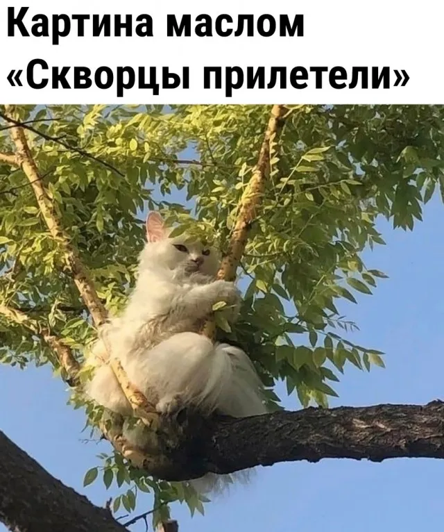 Так себе картинки Так себе картинки
