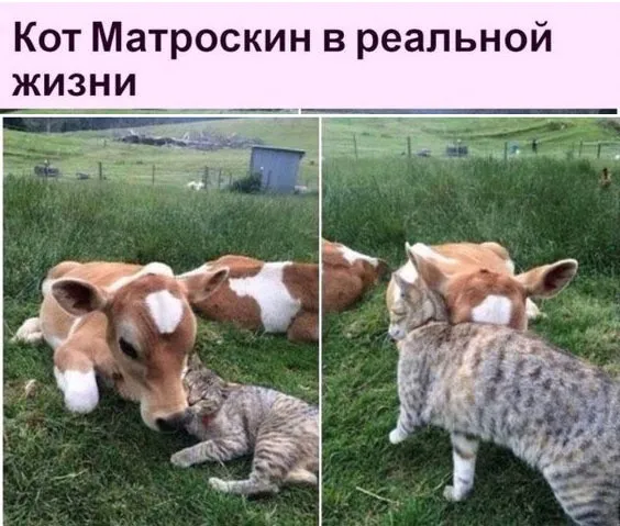 Так себе картинки Так себе картинки
