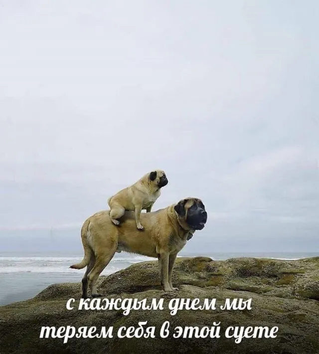 Картинки Картинки