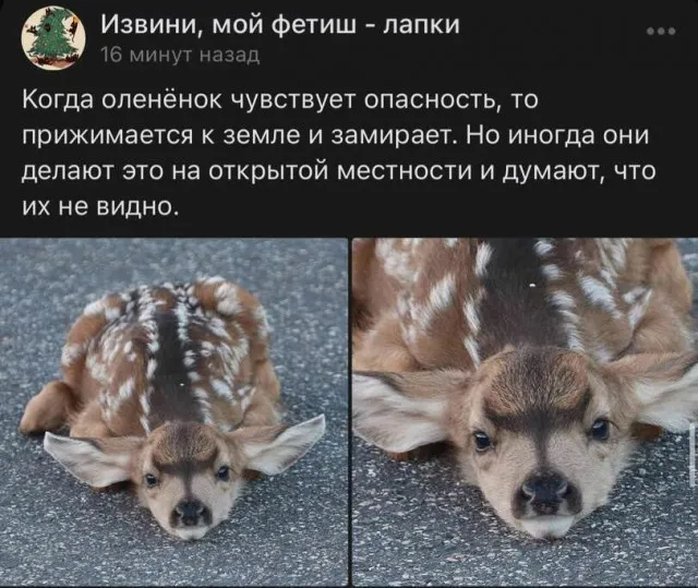 Комментарии из соцсетей Комментарии из соцсетей