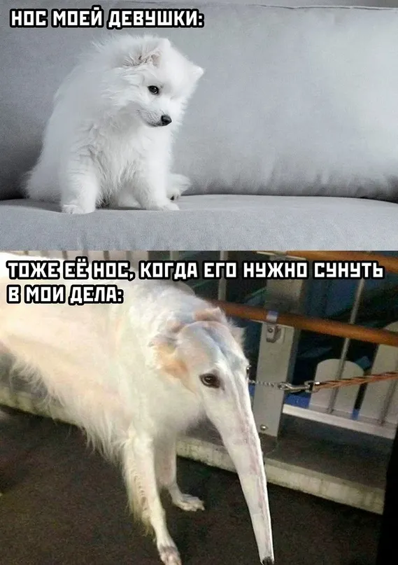 Весёлые Весёлые