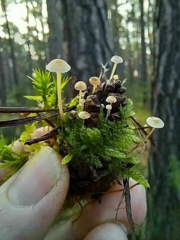 15 раз люди нашли нечто невероятное во время лесных прогулок