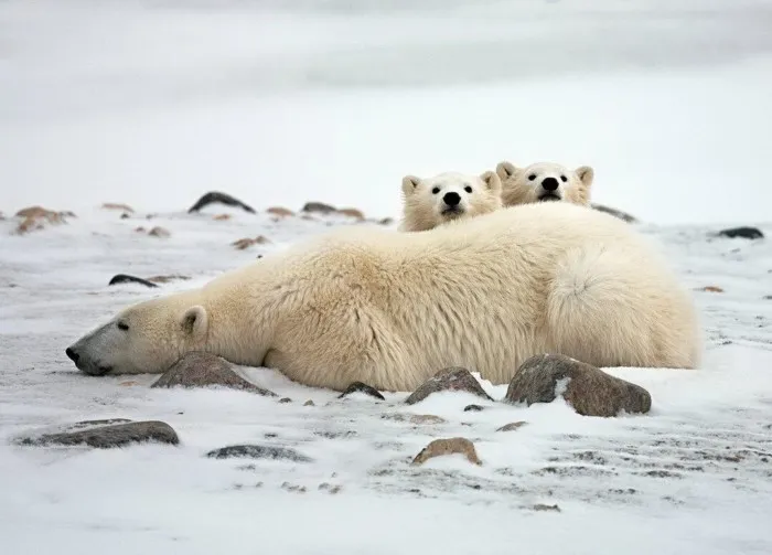 Годовой цикл белого медведя делится на 4 стадии. Гениальная задумка для выживания в снегах