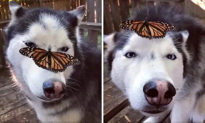 30 чудесных кадров с животными, которые встретили бабочек