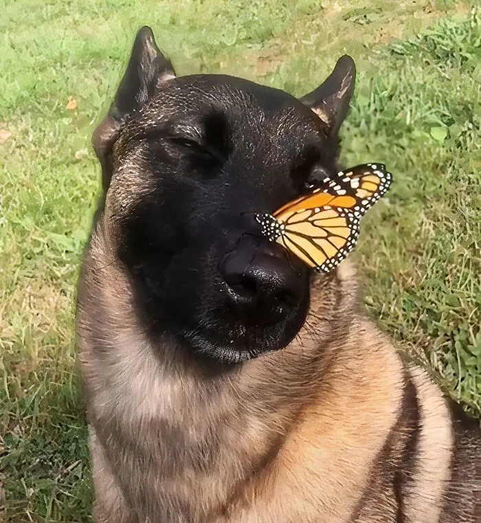 30 чудесных кадров с животными, которые встретили бабочек