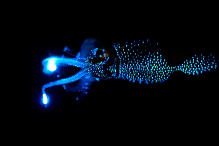 Кальмар-светлячок: Когда океан сверкает плазмой. Всю жизнь эти моллюски горят подобно звёздочкам на водной глади