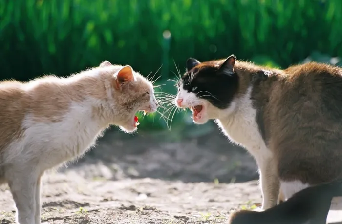 Как отличить, когда кошки играют, а когда дерутся и выясняют отношения? Как разнять котов?
