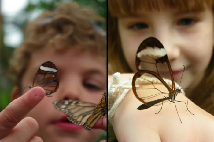 Стеклянная бабочка: Хакнула законы физики и стала прозрачной. Теперь Южная Америка просто кишит этими насекомыми
