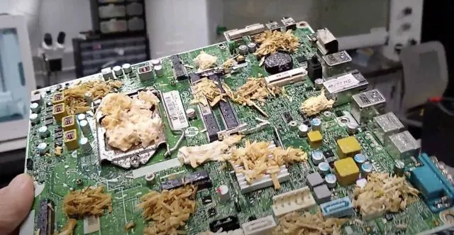 Британские ученые разработали компьютер из грибов Британские ученые разработали компьютер из грибов