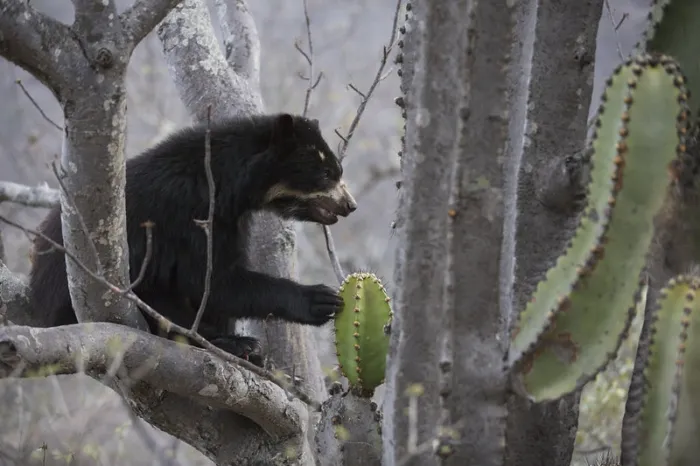 Очковый медведь: Вид медведей из Южной Америки. Мелкий, пугливый, совсем непривычный для нас пацифист