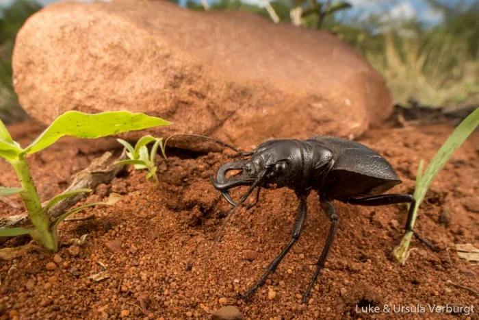 Жук-мантикора: Боевое чудовище мира насекомых. Огромная скорость, размеры и броня позваляют ему кромсать даже скорпионов