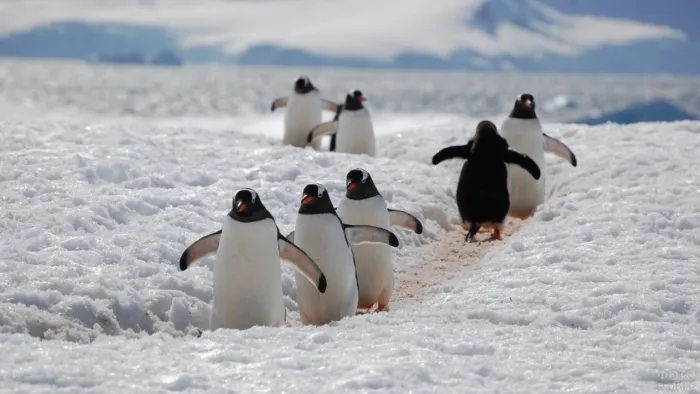 Что придумали звери, чтобы не скользить на льду и в гололёд? Интересные узоры копыт, щетки на ногах и особый способ ходьбы