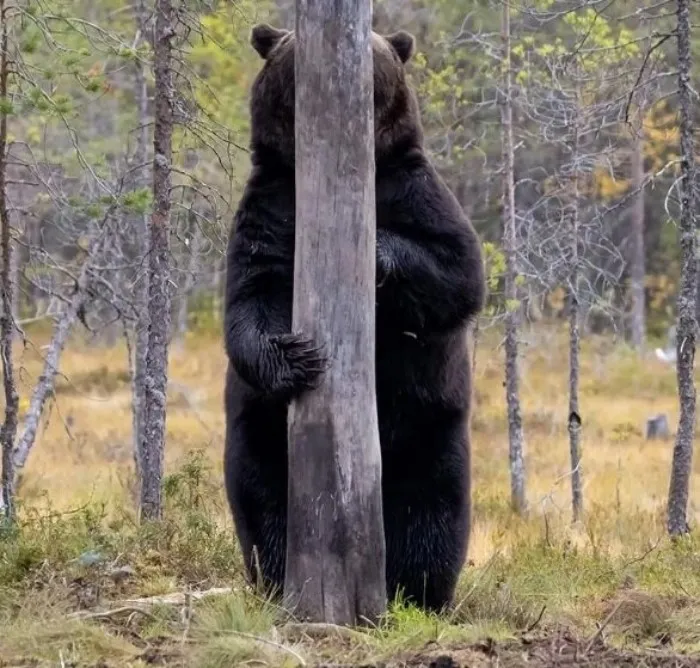 Мастер маскировки. 10 интересных фактов про медведей