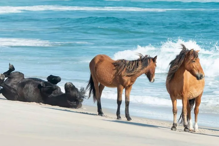 Лошади с острова Сейбл: Почти 300 лет популяция лошадей выживает на узкой песчаной косе посреди океана. Как они изменились?