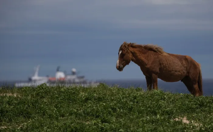 Лошади с острова Сейбл: Почти 300 лет популяция лошадей выживает на узкой песчаной косе посреди океана. Как они изменились?