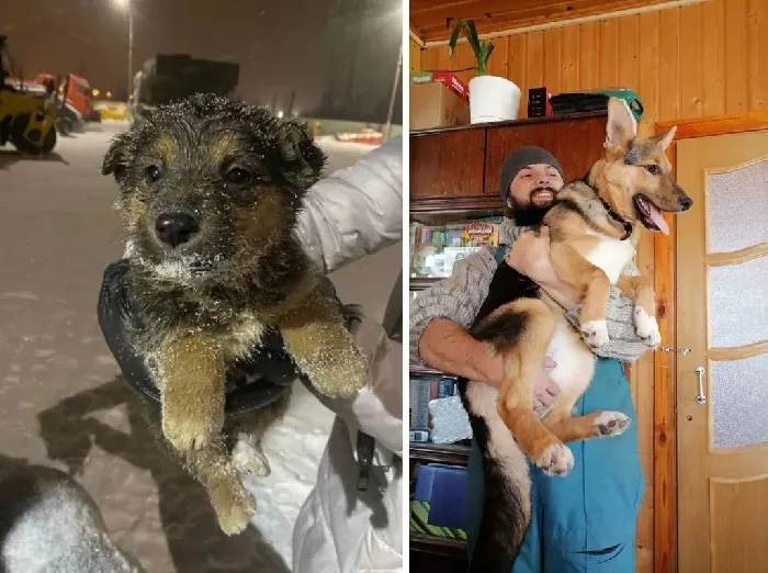 До и после: 30 трогательных фото спасённых собак