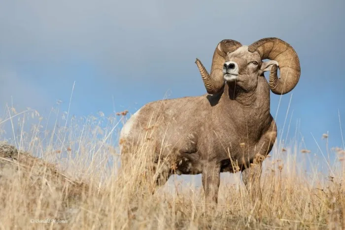 Алтайский аргали: Крупнейшие бараны носят рога в 15% от своей массы. С ними даже поспать нормально нельзя