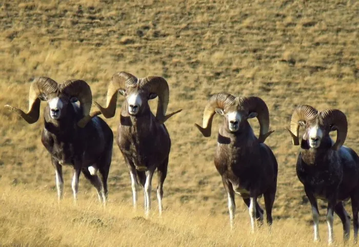 Алтайский аргали: Крупнейшие бараны носят рога в 15% от своей массы. С ними даже поспать нормально нельзя