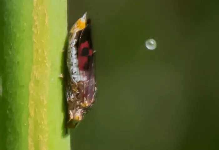 Цикада-снайпер: Непрерывно обстреливает растения патогенными снарядами. Зачем это насекомое распространяет болезни?