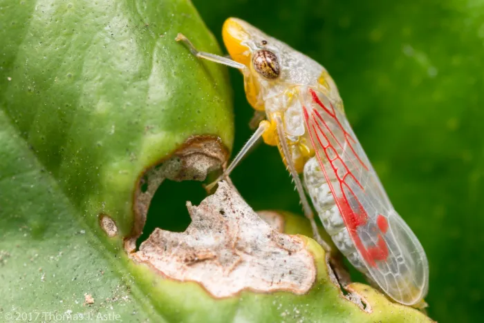 Цикада-снайпер: Непрерывно обстреливает растения патогенными снарядами. Зачем это насекомое распространяет болезни?