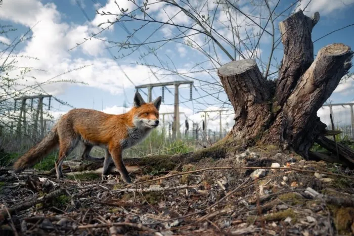 Победители британского конкурса фотографий дикой природы British Wildlife Photography Awards 2023 Победители британского конкурса фотографий дикой природы British Wildlife Photography Awards 2023