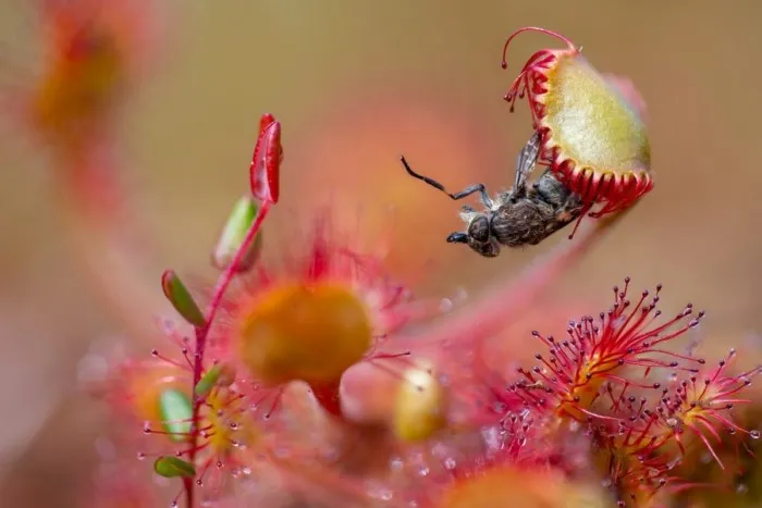 Победители британского конкурса фотографий дикой природы British Wildlife Photography Awards 2023 Победители британского конкурса фотографий дикой природы British Wildlife Photography Awards 2023