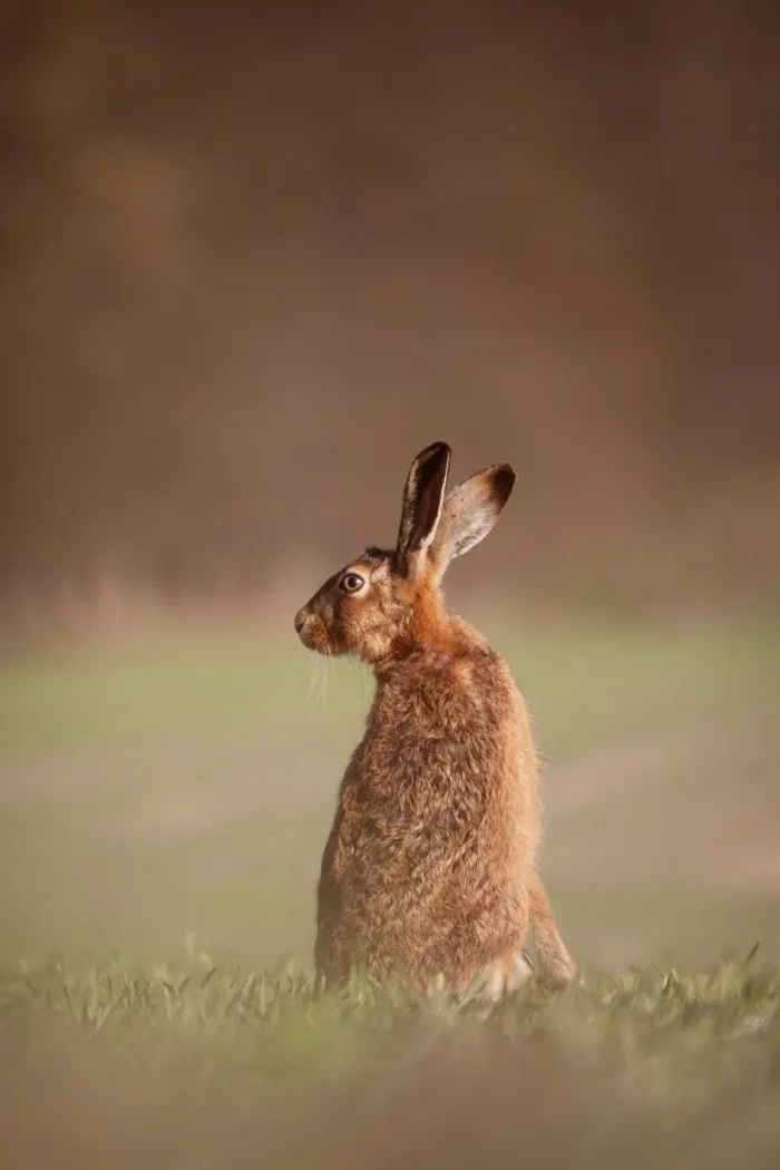 Победители британского конкурса фотографий дикой природы British Wildlife Photography Awards 2023