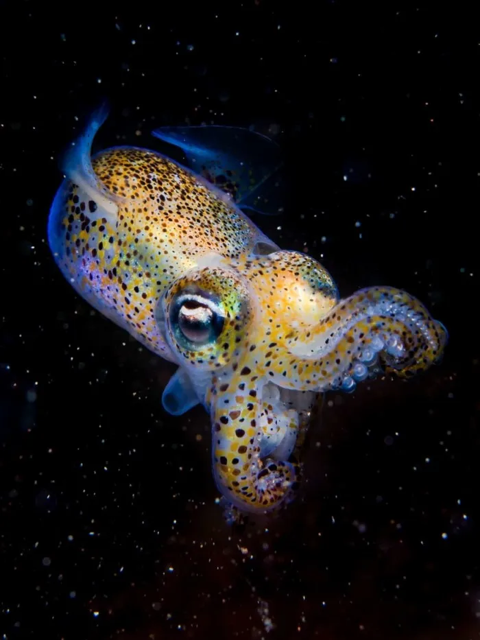 Победители британского конкурса фотографий дикой природы British Wildlife Photography Awards 2023 Победители британского конкурса фотографий дикой природы British Wildlife Photography Awards 2023