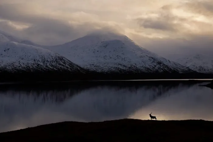 Победители британского конкурса фотографий дикой природы British Wildlife Photography Awards 2023 Победители британского конкурса фотографий дикой природы British Wildlife Photography Awards 2023