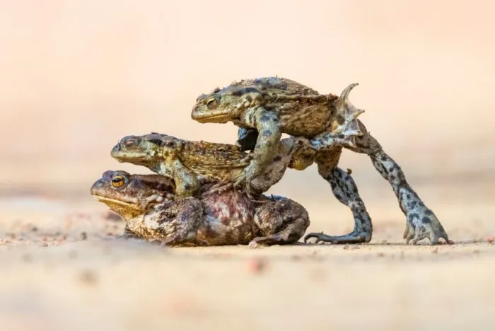Победители британского конкурса фотографий дикой природы British Wildlife Photography Awards 2023 Победители британского конкурса фотографий дикой природы British Wildlife Photography Awards 2023