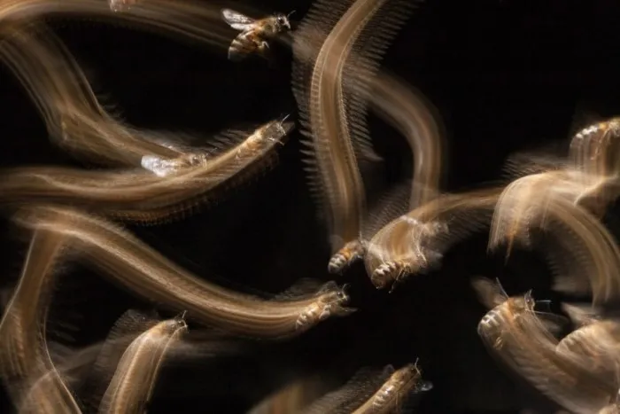 Победители британского конкурса фотографий дикой природы British Wildlife Photography Awards 2023 Победители британского конкурса фотографий дикой природы British Wildlife Photography Awards 2023