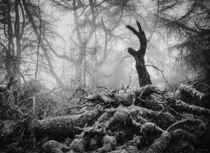 Победители британского конкурса фотографий дикой природы British Wildlife Photography Awards 2023 Победители британского конкурса фотографий дикой природы British Wildlife Photography Awards 2023