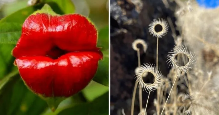 10 самых необычных, редких и удивительных растений