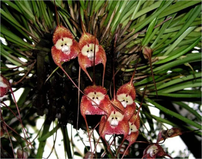 10 самых необычных, редких и удивительных растений