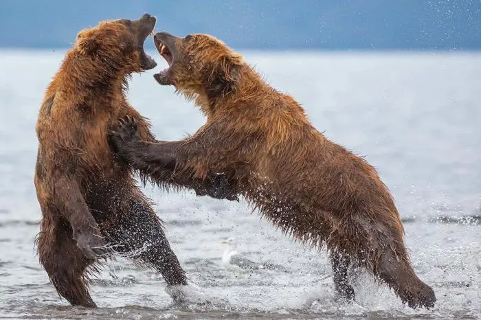 Камчатский медведь: Они живут в изобилии пищи, потому стали крупнее, активнее и даже добрее. Здесь толпы медведей, и живут они совсем иначе