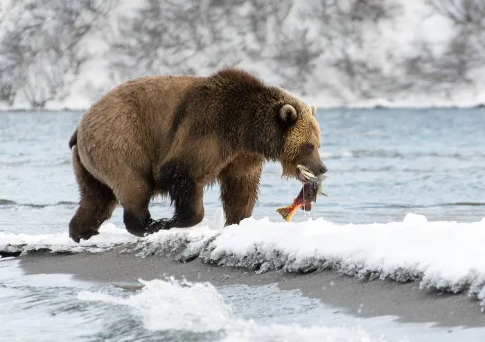 Камчатский медведь: Они живут в изобилии пищи, потому стали крупнее, активнее и даже добрее. Здесь толпы медведей, и живут они совсем иначе
