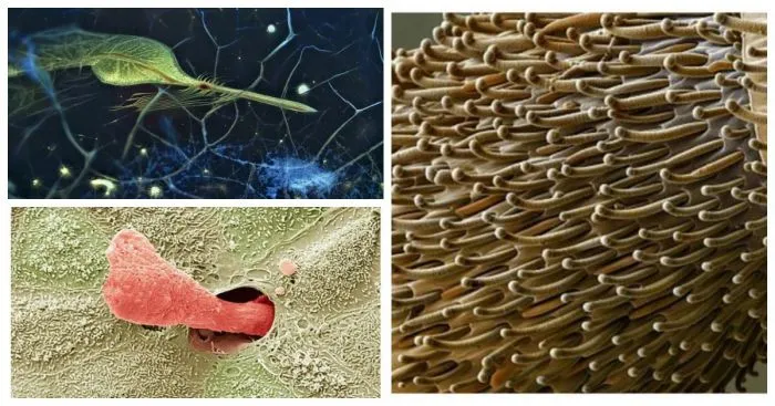 20 простых объектов, которые решили рассмотреть под микроскопом и открыли удивительный мир