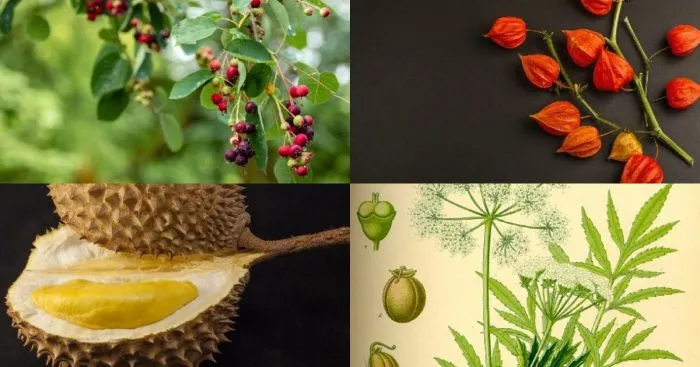 25 растений, с которыми нужно быть предельно осторожными