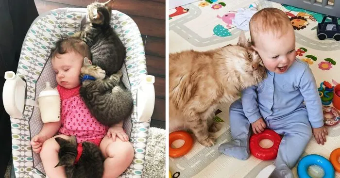 30 котонянек, которые отлично справляются со своей работой 30 котонянек, которые отлично справляются со своей работой