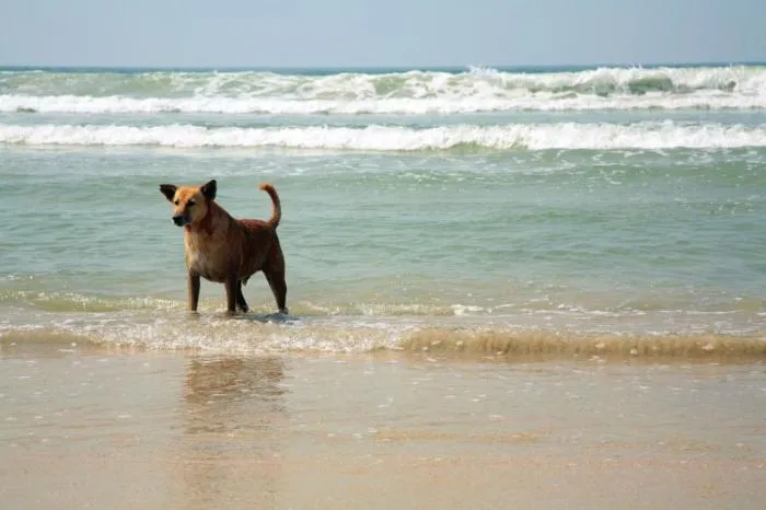 Гавайский пои: Вымершая порода «собак-свиней». Райская жизнь на острове сделала их жалкой пародией на настоящего пса