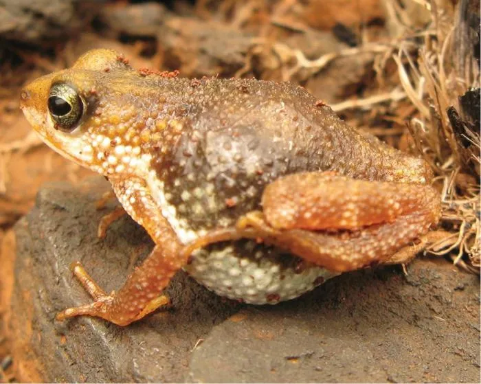 Живородящая жаба: 9 месяцев беременности, а стадия икры и головостика прямо внутри утробы. Зачем нужно так мучиться?