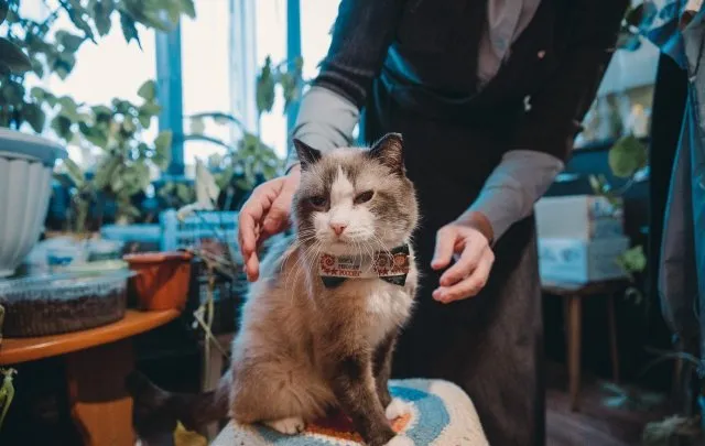 В Тюмени умер самый пожилой кот России по кличке Дашун