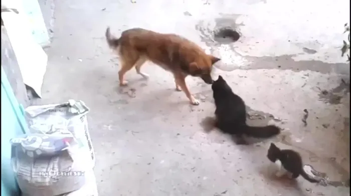 Жестокая потасовка собаки с тремя кошками (слабонервным не смотреть)⁠⁠