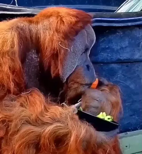 Когда не особо любишь делиться едой⁠⁠