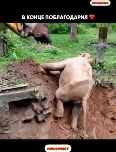 Помогли слонику